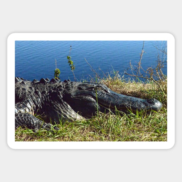 Up close and personal with an Alligator Sticker by tziggles